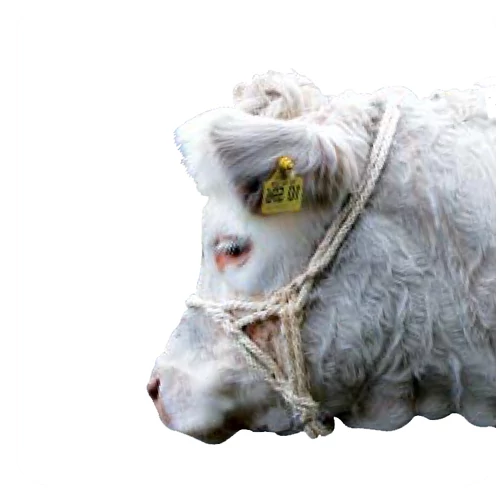 Kötél kötőfék, gyűrűvel
