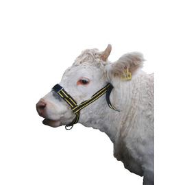 Borjú kötőfék