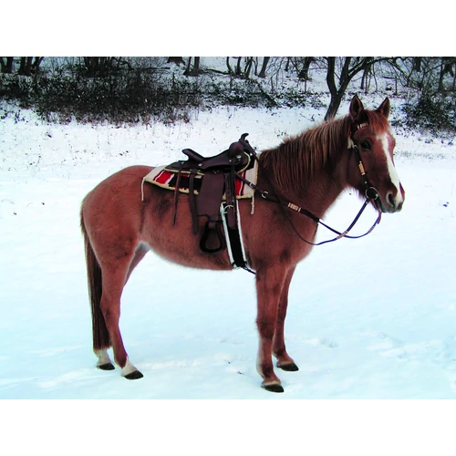 Western kantár